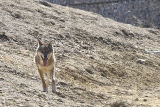 Le tir d'un loup a été ordonné dans la région de Conches, entre les localités de Fiesch et Oberwald, dans le Haut-Valais (image symbolique).